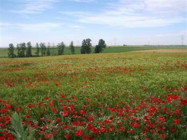 Amapolas en el campo de Moral